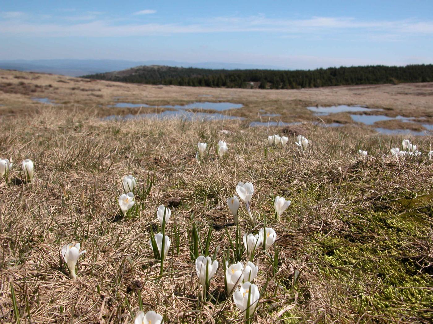 Crocus, White plant